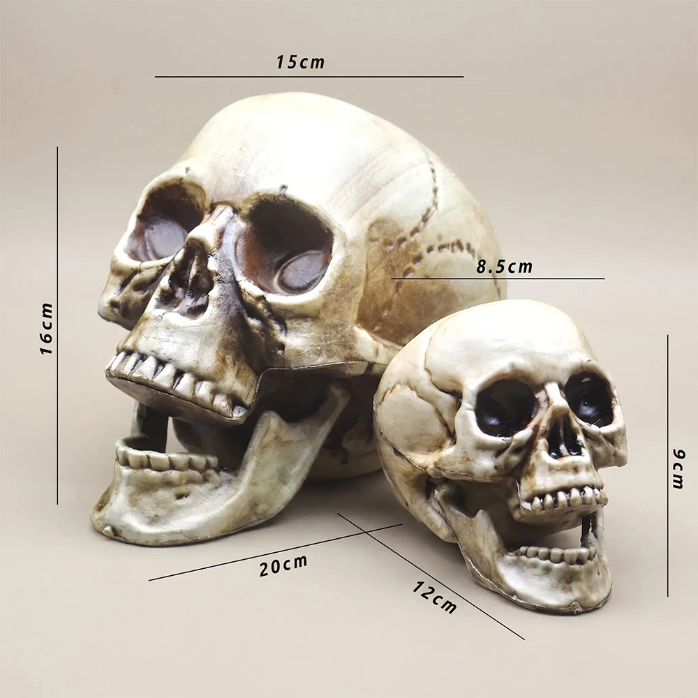 Realistic Skull Head Halloween Prop