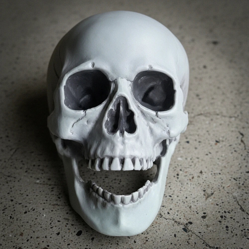 Realistic Skull Head Halloween Prop